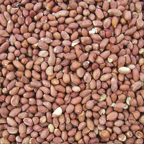 Cole's RP10 Raw Peanuts Wild Bird Food, Straight, Seed, 10 lb Bag